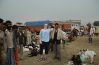 Goats Market - Rajastan-India