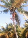 CARAIBY