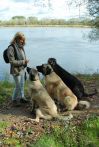 Z moją psiarnią na porannym spacerze :-)
(Niestety z całej tr&oacute;jki został już tylko pierwszy z lewej)